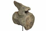 Fossil Camarasaurus Caudal Vertebra with Metal Stand - Colorado #335444-4